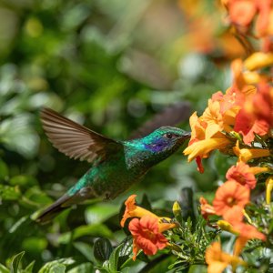 Veilchenohrkolibri